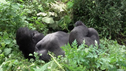 Mountain Gorilla, strong Silverback, Virunga Moutain, Democratic Republic of Congo, Africa