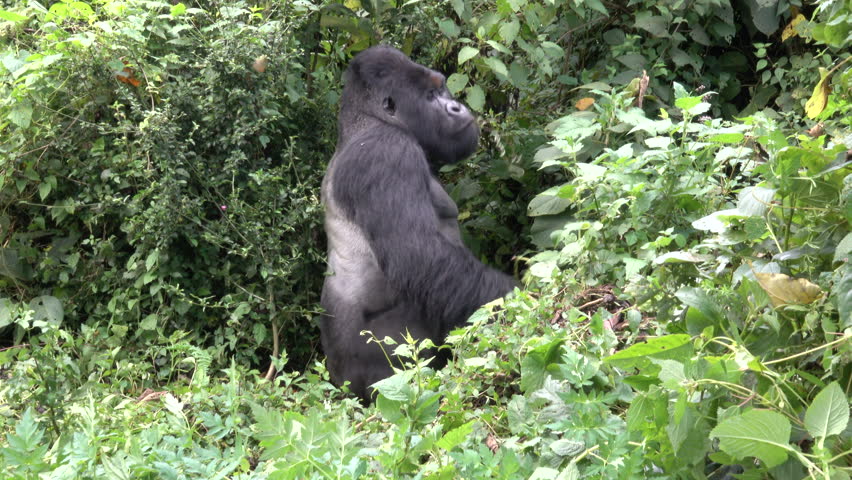 Mountain Gorilla, strong Silverback, Virunga Moutain, Democratic Republic of Congo, Africa