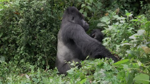 Moutain Gorilla, strong Silverback close to the camera, Democratic Republic of Congo, Virunga Mountain, Africa
