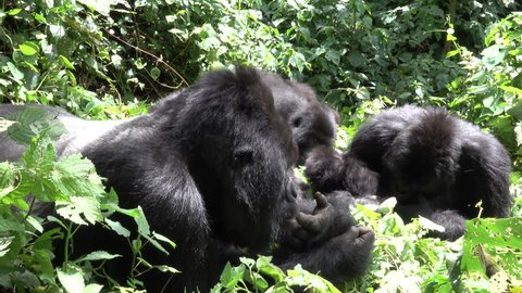 Mountain Gorilla, Family Life, Democratic Republic of Congo, Africa