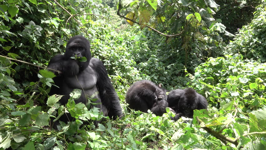 Mountain Gorilla, Family Life, Democratic Republic of Congo, Africa Royalty-Free Stock Footage #1011287738