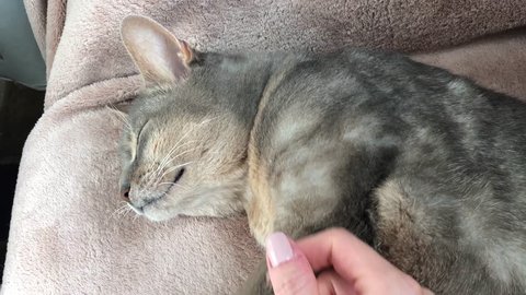 Abyssinian cat sleeping on the couch and being stroked by a woman's hand
