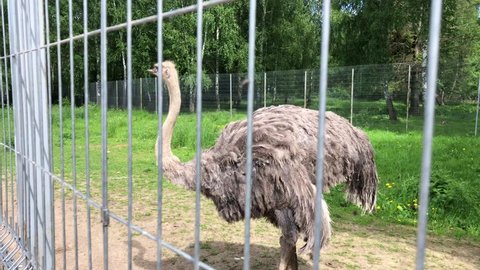 Ostrich walking behind the fence