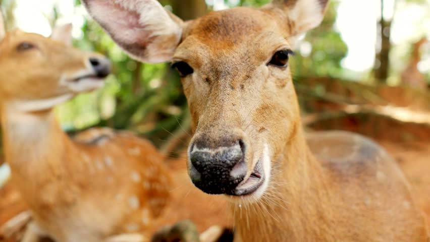 Portrait spotted deer chewing food in animal park close up. Face sika deer looking into camera in contact zoo