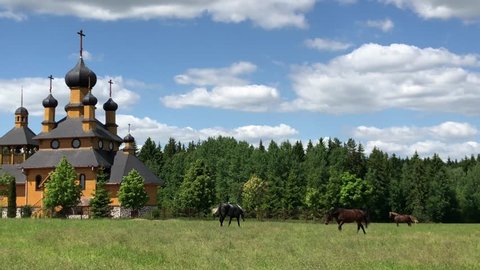 Horses walking on the field near Church Of The Holy Prophet John The Baptist in Dudutki Museum Complex in Belarus