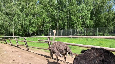 Two ostriches walking and eating grass