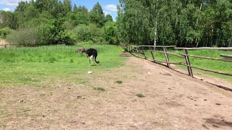 Two ostriches walking and eating grass