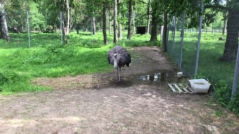Ostrich walking behind the fence