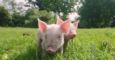 pig cute newborn standing on a grass lawn. concept of biological , animal health , friendship , love of nature . vegan and vegetarian style .