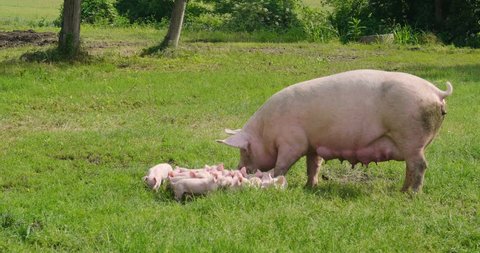 Family of pigs in a green open-air lawn where the puppies are nursing from their mother. concept of biological , animal health , friendship , love of nature . vegan and vegetarian style .