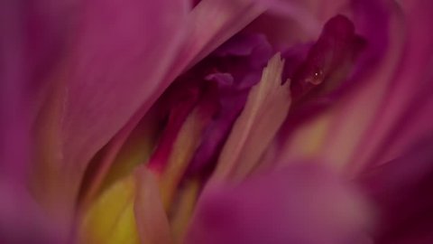 Macro of the inner part of the pink-violet inflorescence of the peony Paeonia with wavy petals, pestle and a drop of nectar