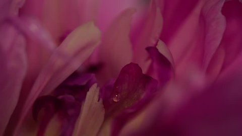 Macro of the inner part of the pink-violet inflorescence of the peony Paeonia with pestles, stamens and a drop of nectar