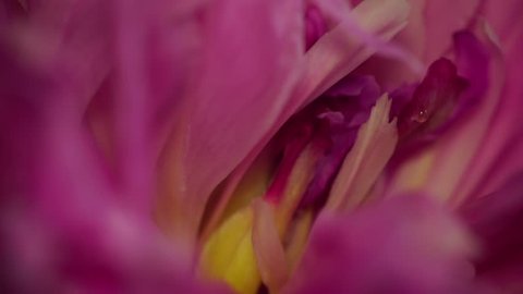 Macro of the inner part of the pink-violet inflorescence of the peony Paeonia with wavy petals, pestle and a drop of nectar
