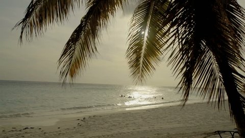 palm trees at the sea, tipical image of Aruba landscape