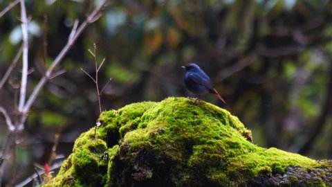 Plumbeous water redstart on the rock with moss at the river.