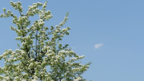 branches of cherry tree covered with lots of white flowers