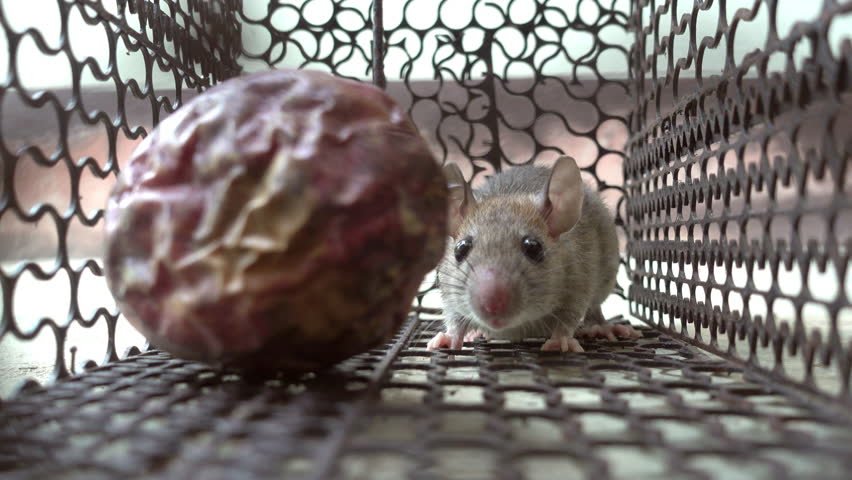 rat in a cage