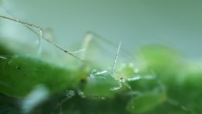 Aphid is searching better place