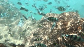Many reef fish in the tropical sea on a coral reef.tropical underwater world.Diving and snorkeling in the tropical sea.Travel concept,Adventure concept.4K video,ultra HD