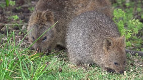 Quokka female with baby feeding on green grass in bush close up