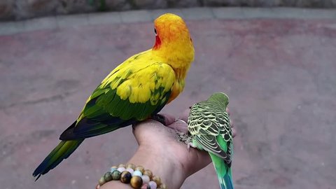 A Sun parakeet or Sun conure (Aratinga solstitialis) and Budgerigar  (Melopsittacus undulatus) Parrots are holding and eating seeds on lady hand.
