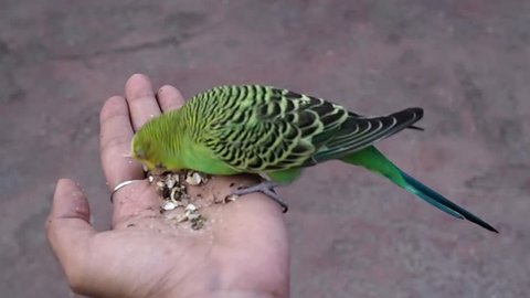 Small lovely Budgerigar Parrot (Melopsittacus undulatus) eating seed  in lady hand.      
