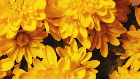 Chrysanthemum Flower background. Smooth rotation. Vídeo Stock