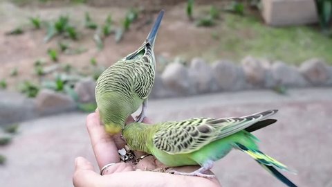 Small lovely Budgerigar Parrots (Melopsittacus undulatus) eating seeds  in lady hand.