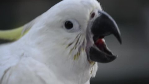 Close up of a large white cockatoo.