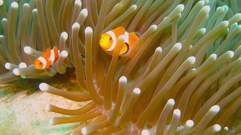Orange tropical nemo fish hiding in the anemone. Clown fish behavior. Underwater footage from the coral reef wildlife with nemo.