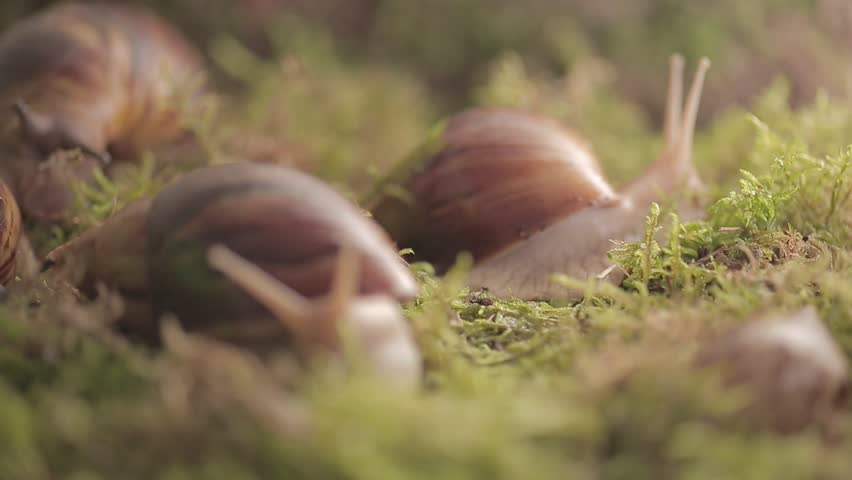 Huge snails of ahaatin creep along the grass, the life of wild, female and male, home clam, antennas, mucus, vile, lovely | Shutterstock HD Video #1011312464