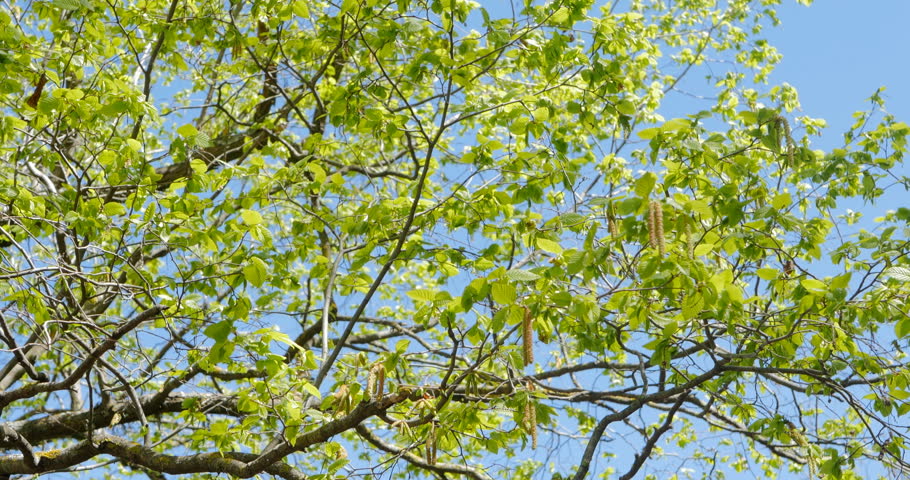 Blooming Silver Poplar Silver Poplar Stock Footage Video 100 Royalty Free Shutterstock