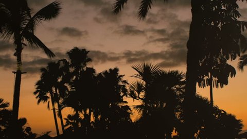 Silhouette of the Helicopter Flying over Palm Trees Forest with Setting Sun in the Background. Shot on RED Epic 4K UHD Camera.