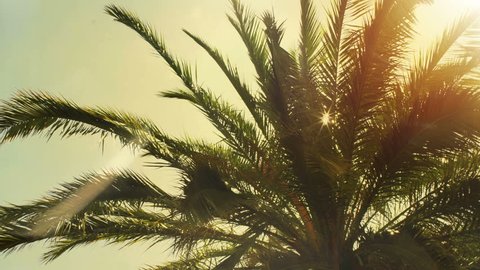 Palm Tree with Yellow Sun Shining through it's Leaves. Shot on RED Epic 4K UHD Camera.