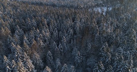 Aerial Top Down Flyover Shot of Winter Spruce and Pine Forest. Trees Covered with Snow, Rising / Setting Sun Touches Tree Tops on a Beautiful Sunny Day. Shot on 4K UHD Camera.