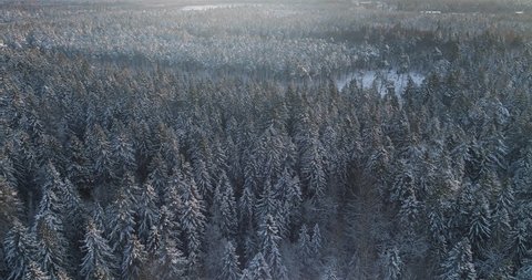 Aerial Top Down Flyover Shot of Winter Spruce and Pine Forest. Trees Covered with Snow, Rising / Setting Sun Touches Tree Tops on a Beautiful Sunny Day. Shot on 4K UHD Camera.