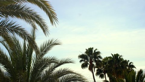 Palm Trees Swinging in the Wind, Sun is Shining and Sky is Blue, Ocean in the Background. Shot on RED Epic 4K UHD Camera.