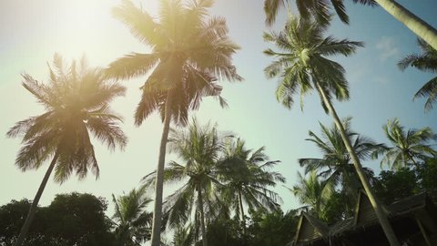 Low Angle Shot of Palm Tree Forest with a Sunny Blue Sky. Shot on RED Epic 4K UHD Camera.