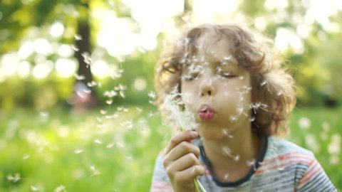 Dynamic video. A boy is blowing on a dandelion. Flower seeds scatter in the wind. Summer vacation. Family holiday. Children Day