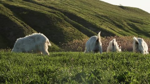 cheerful goat asses