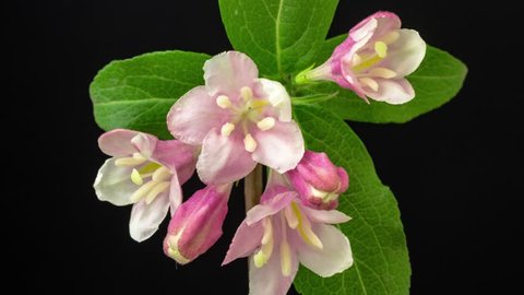 Beautiful 4K macro time lapse video of a weigela flower growing and blooming on a black background