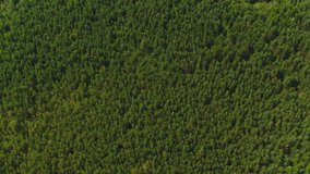 Aerial view camera moves rising up from green forest of dense mixed tree tops of pine trees and birches 4k