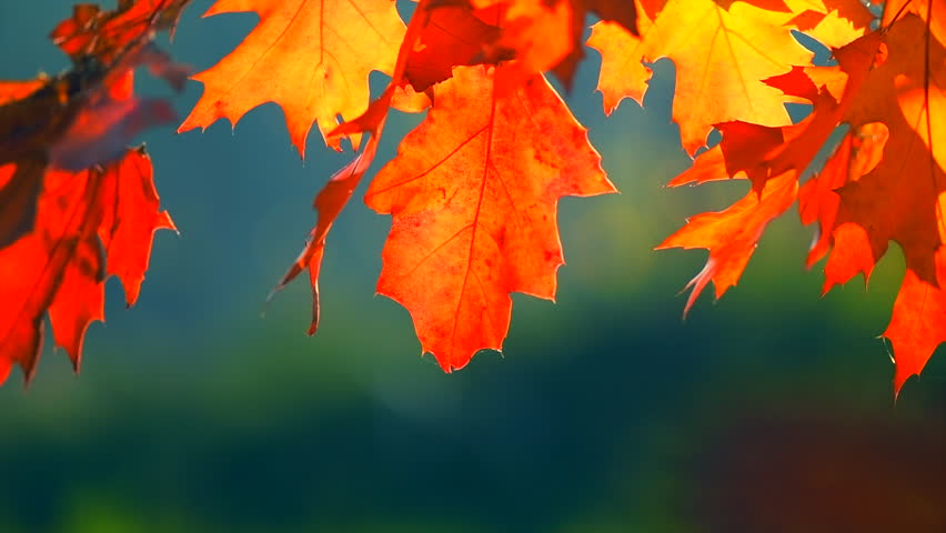 Autumn Leaves background, swinging bright red, orange, yellow oak leaves on tree in autumn park. Fall. Colorful park. Sun flare.  Slow Motion Ultra high definition 3840X2160 video