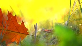 Autumn oak orange leaf on grass background. Fall background with colorful leaf. Autumn scene. Bright leaf, yellow, orange colors. 4K UHD video
