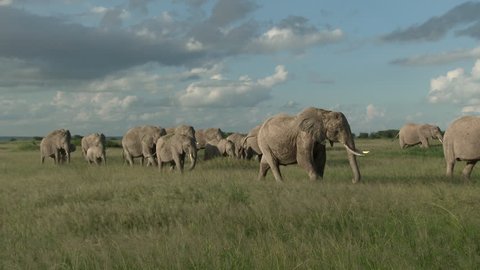 Family of African Elephants (Loxodonta africana) walking through the grasslands of Amboseli N.P., Kenya.