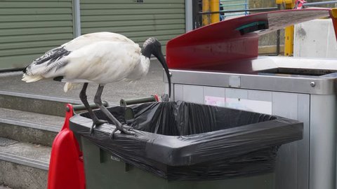 Australian white ibis feeding out of a rubbish in at the Sydney fish market in Darling harbour