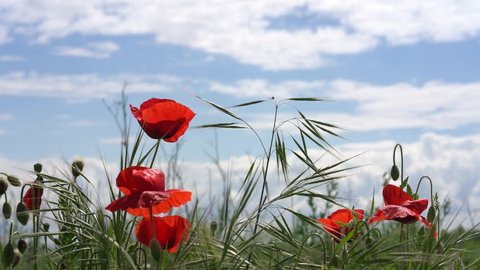 Red poppies in the field
