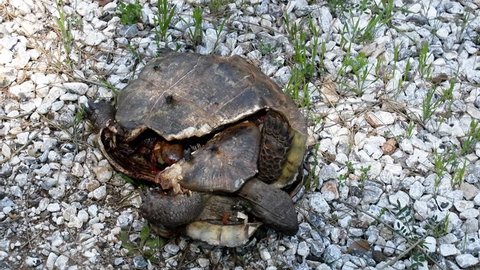 Car against nature. Mutilated corpse of Greek turtle after hitting car on side of road. Unsightly death and cadaveric flies.  exacerbates impression of brutal death