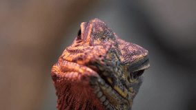 Iguana posing for camera. Close up video.