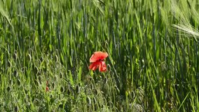 red wild poppy flower waving by the wind against the background of wheat in the field